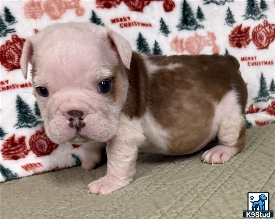 a english bulldog puppy lying on a bed