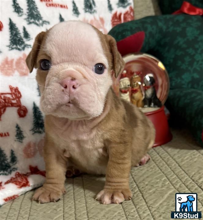 a english bulldog dog wearing a hat