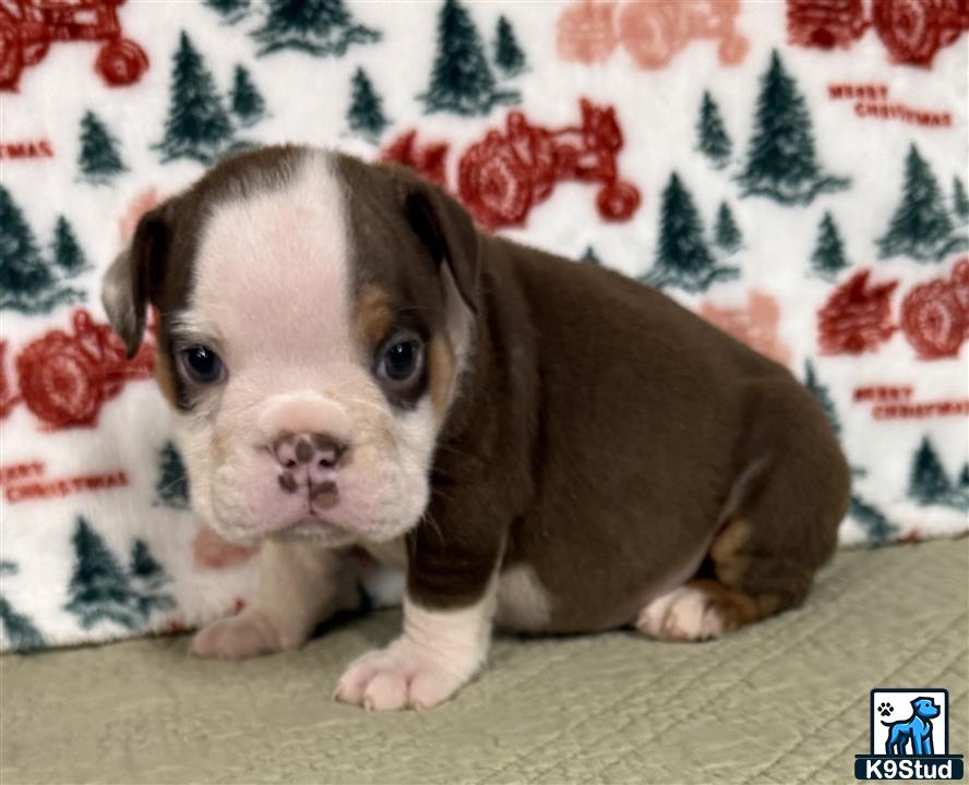 a english bulldog puppy sitting on a carpet