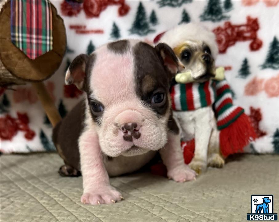 a couple of english bulldog puppies wearing sweaters