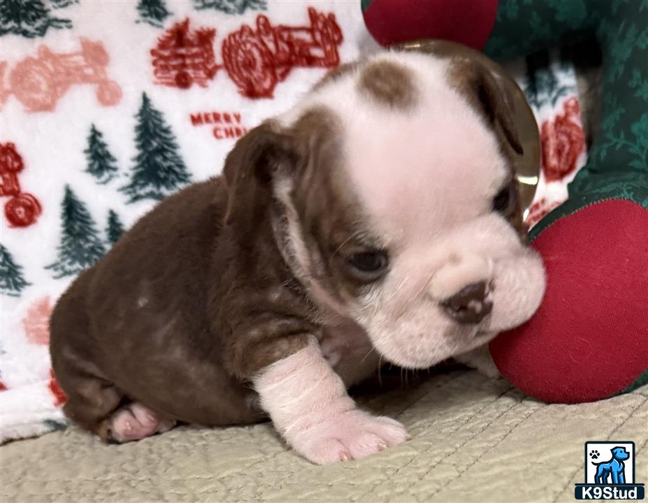 a english bulldog puppy lying on a blanket