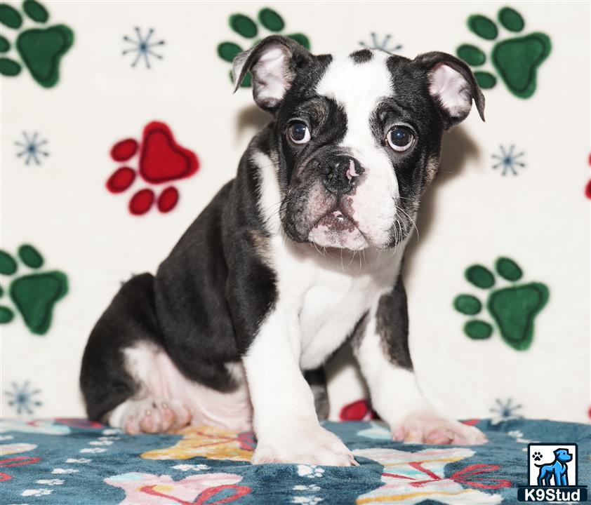 a small english bulldog dog sitting on a bed