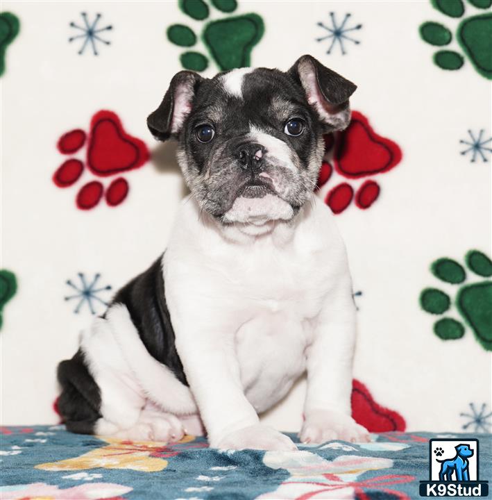a english bulldog dog sitting on a blanket