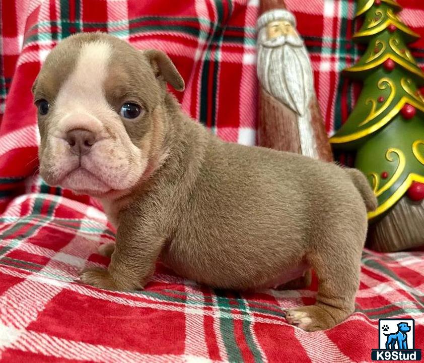 a english bulldog dog with a christmas tree on its head