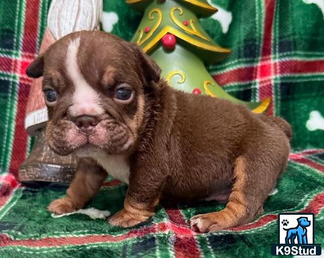 a english bulldog dog wearing a garment