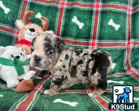 a english bulldog puppy sitting on a blanket