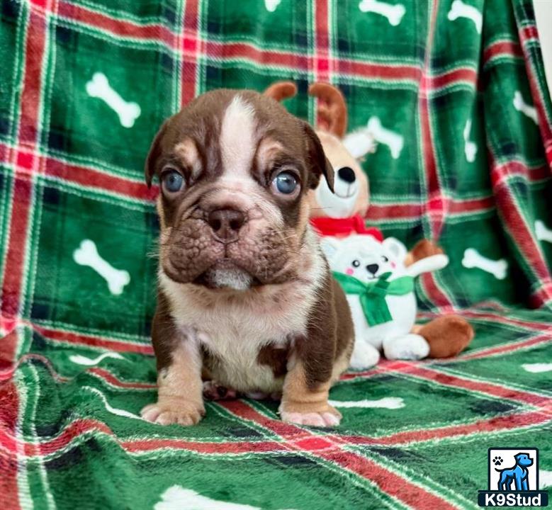a english bulldog dog with stuffed animals
