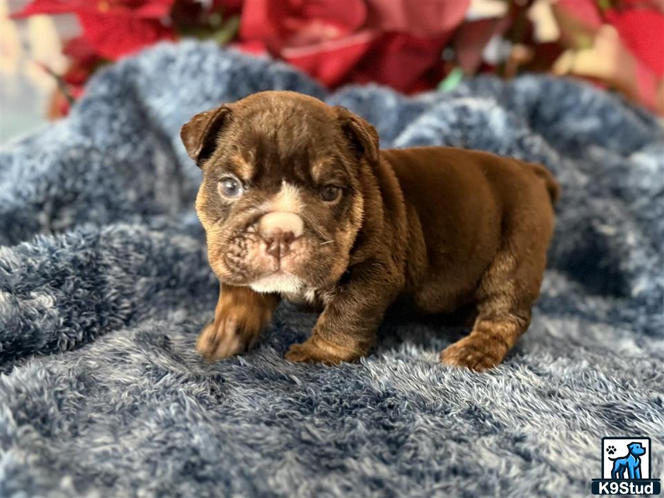 a small brown english bulldog dog