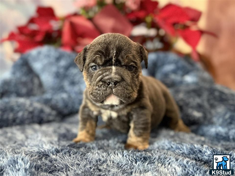 a small animal on a rock