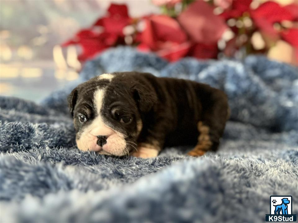 a english bulldog dog lying on a blanket