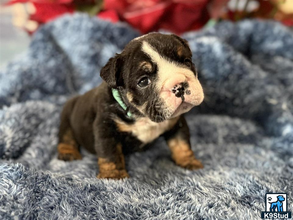 a small english bulldog puppy on a blanket