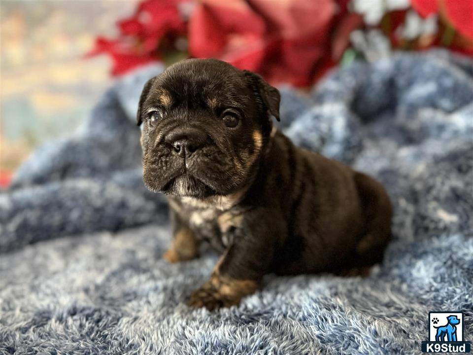 a small brown english bulldog puppy