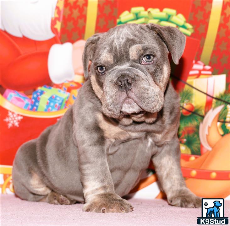a english bulldog dog sitting on the floor