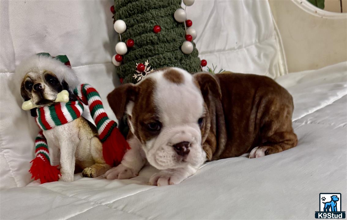 two english bulldog dogs wearing sweaters