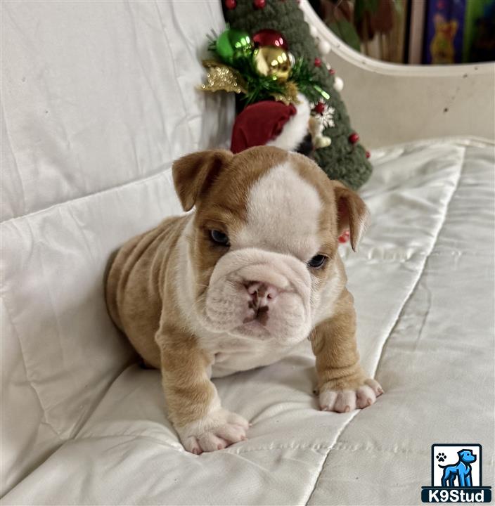 a english bulldog dog sitting on a couch