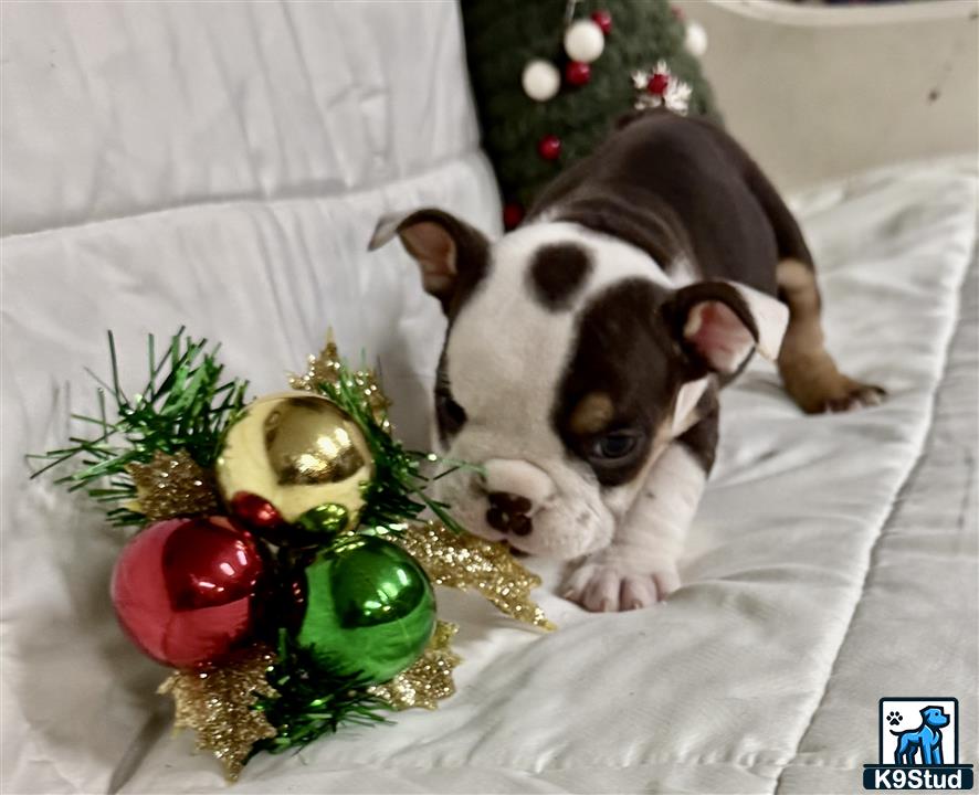 a english bulldog dog lying on a couch with a christmas tree and a small tree