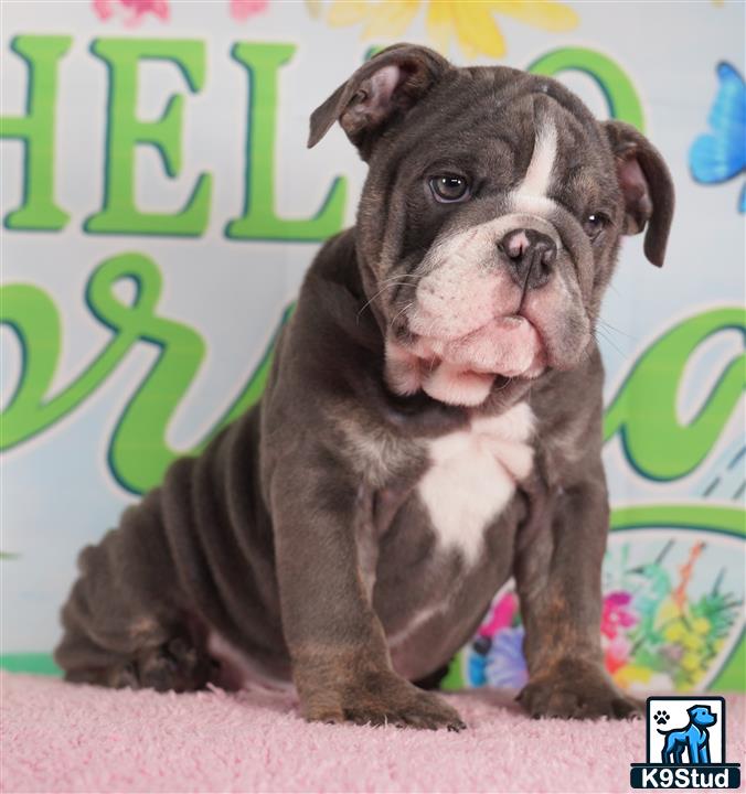 a english bulldog dog sitting on the ground