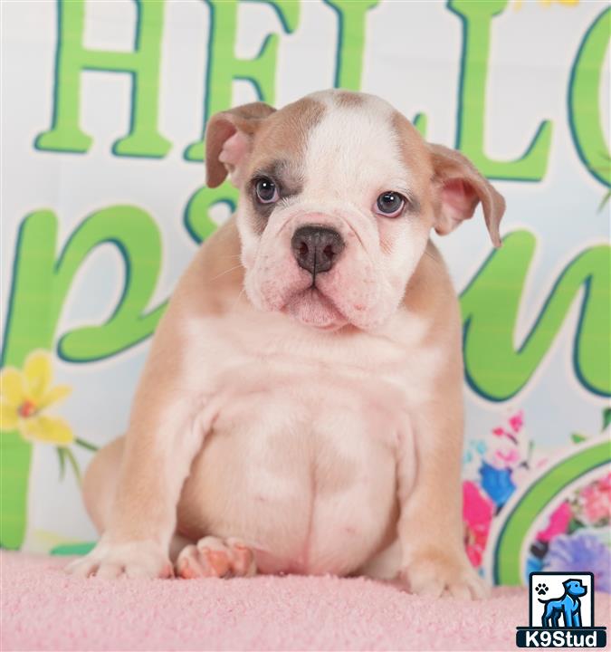 a english bulldog dog sitting on a blanket