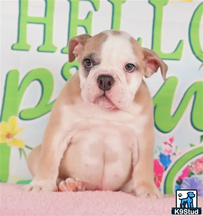 English Bulldog