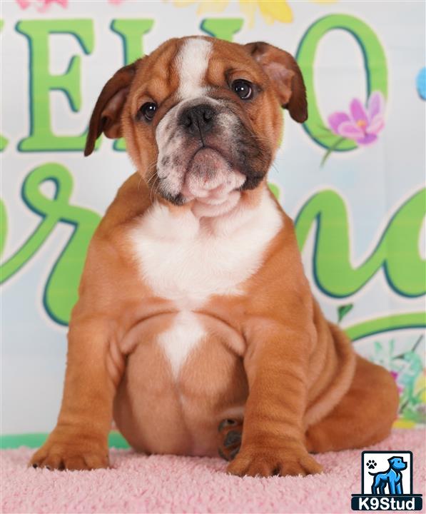 a english bulldog dog sitting on a pink surface