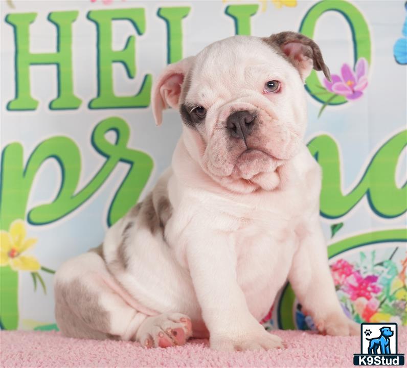 a english bulldog dog sitting on a carpet
