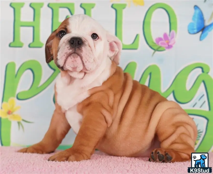 English Bulldog