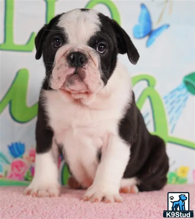 English Bulldog