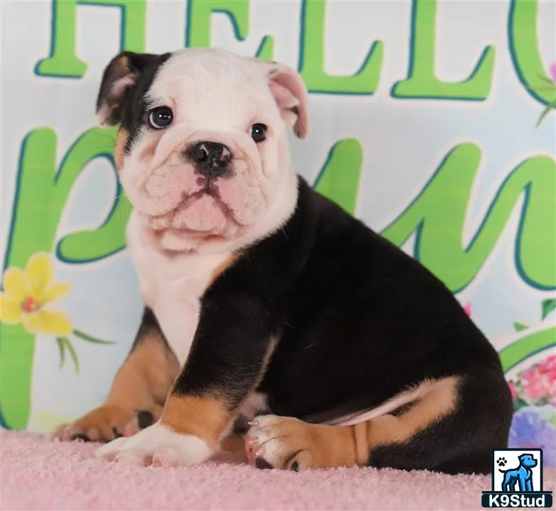 English Bulldog