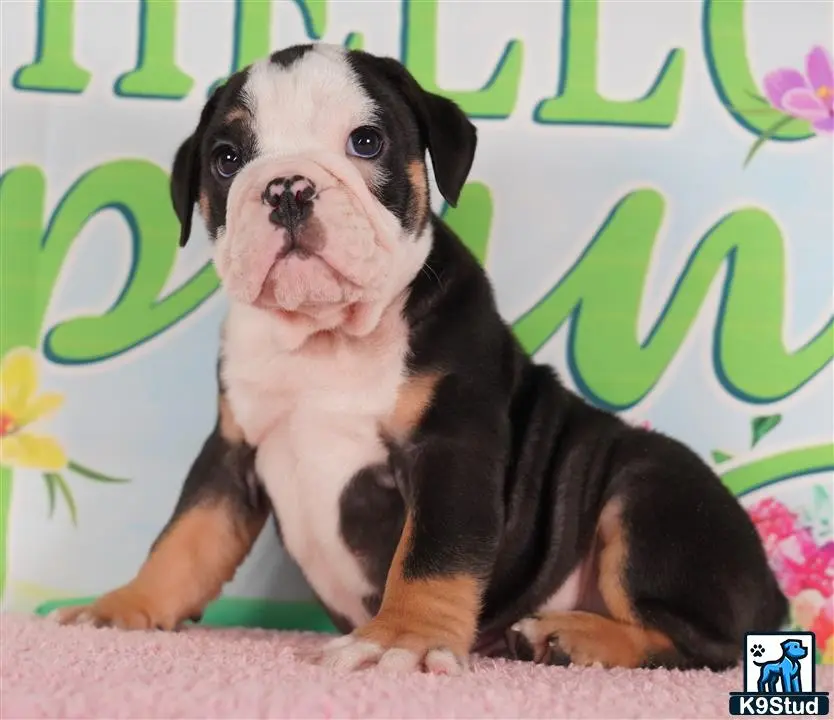 English Bulldog