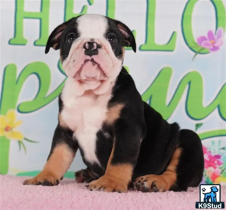 English Bulldog