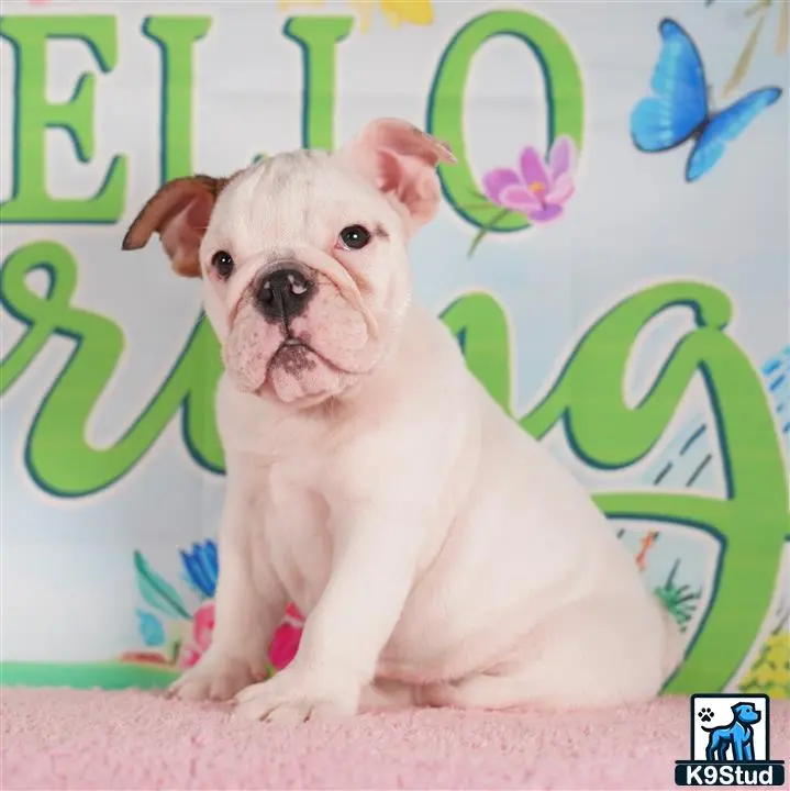 English Bulldog