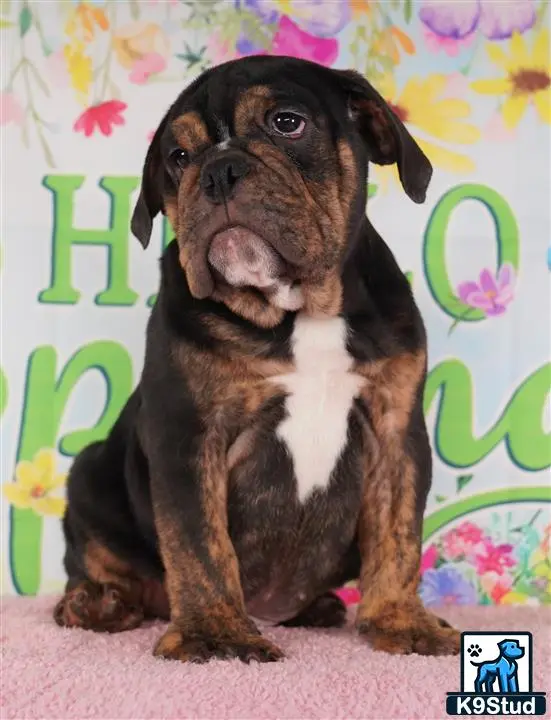 English Bulldog