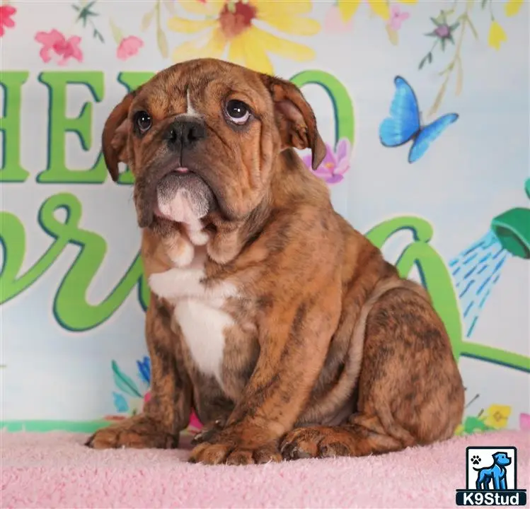 English Bulldog