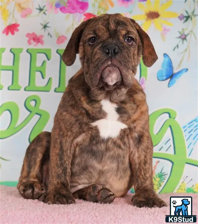 English Bulldog