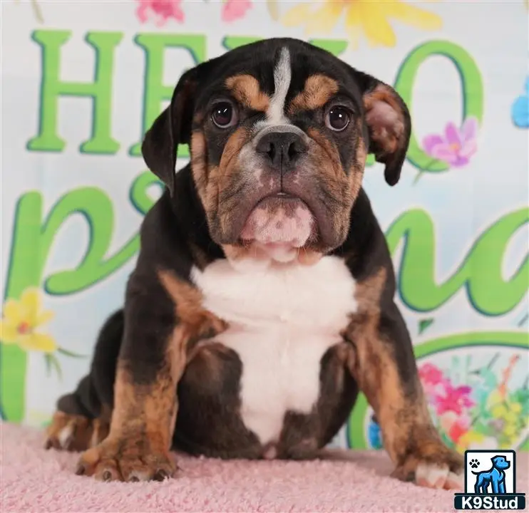 English Bulldog