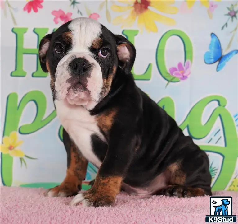 English Bulldog