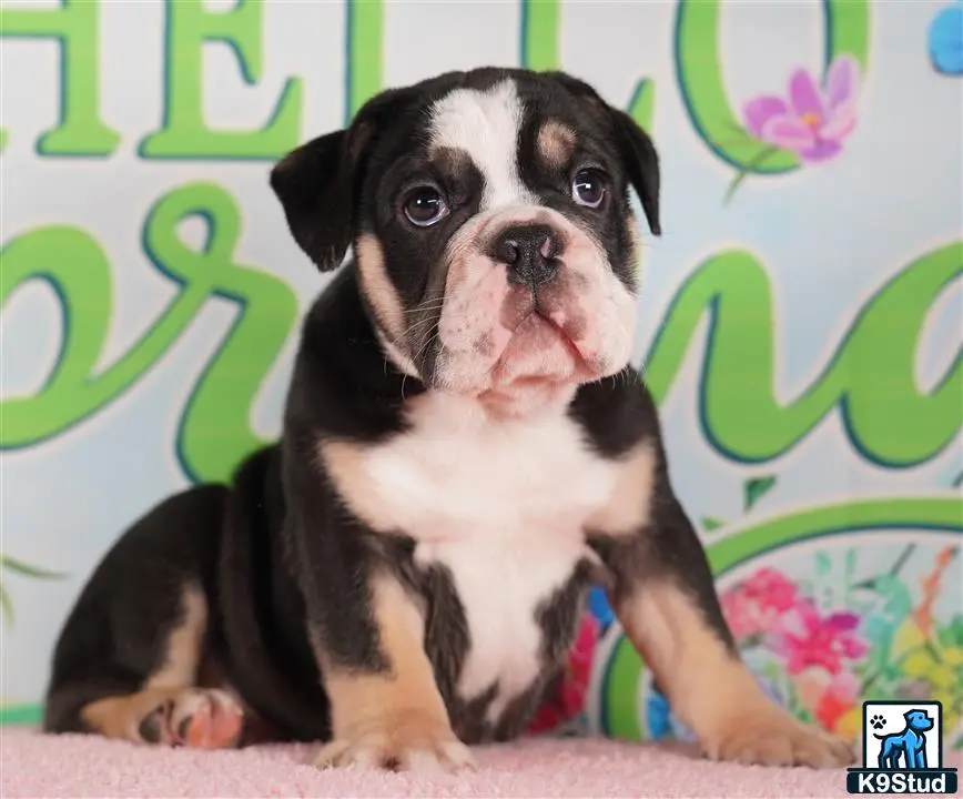 English Bulldog
