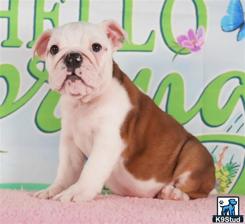 English Bulldog