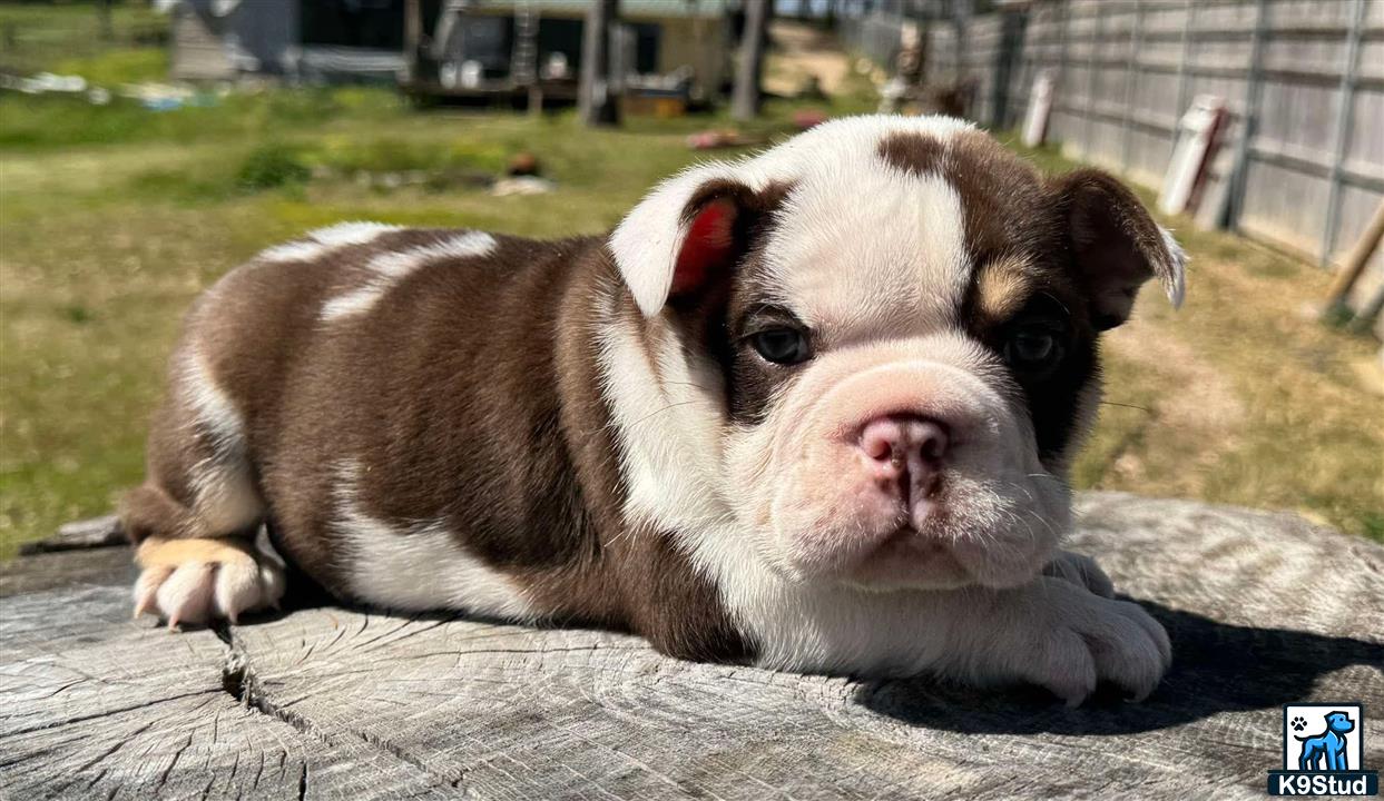 a english bulldog dog lying on a wood surface