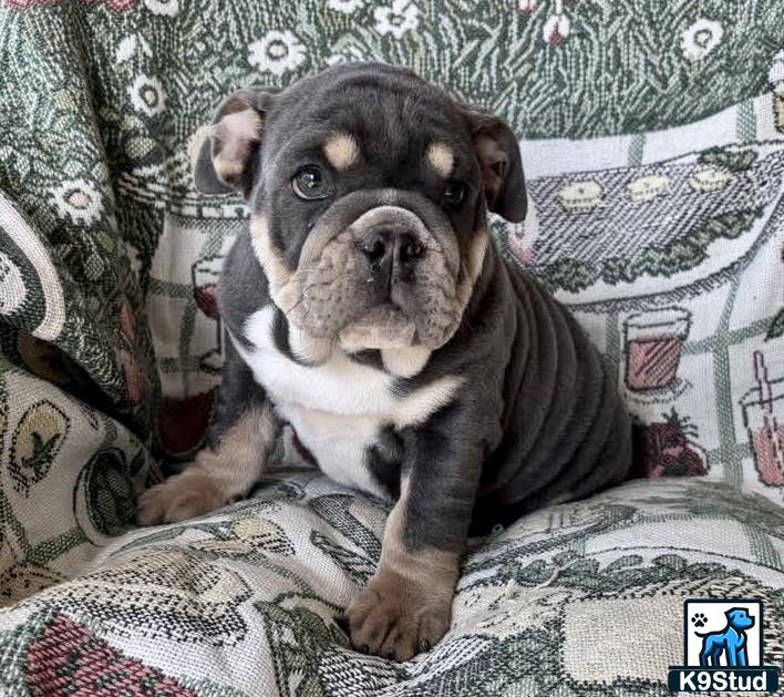 a english bulldog dog sitting on a couch