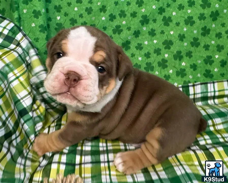 English Bulldog