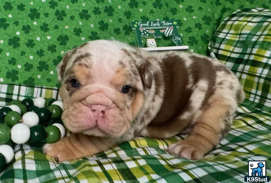 English Bulldog