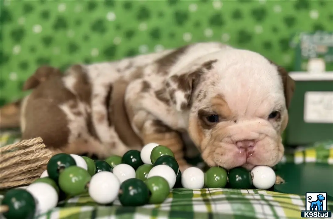 English Bulldog