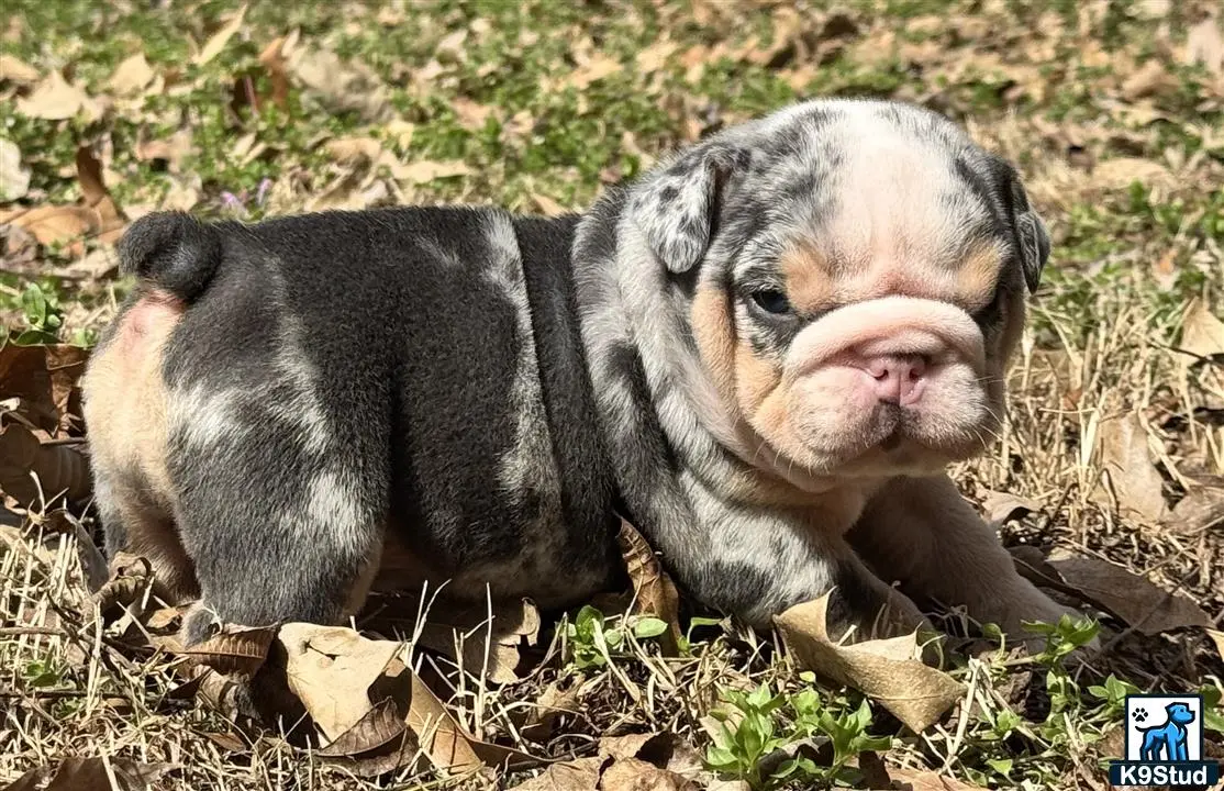 English Bulldog