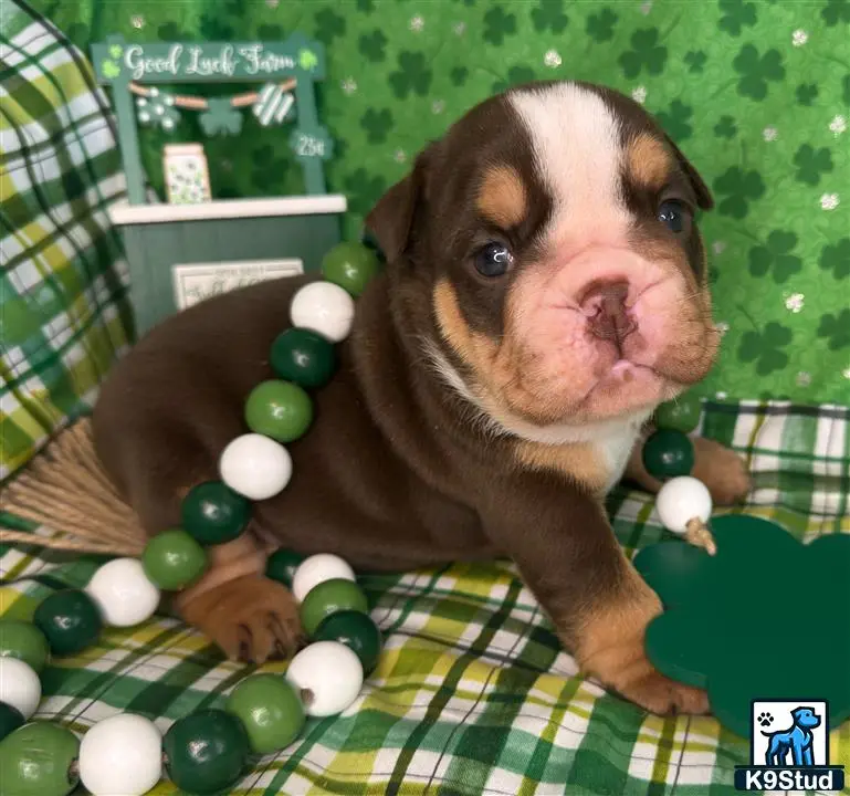 English Bulldog