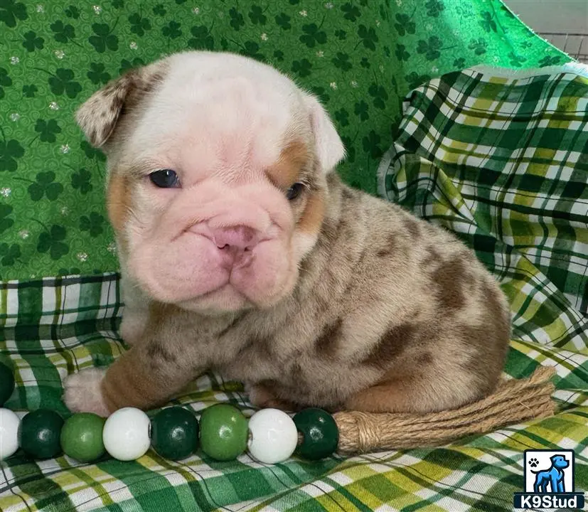 English Bulldog
