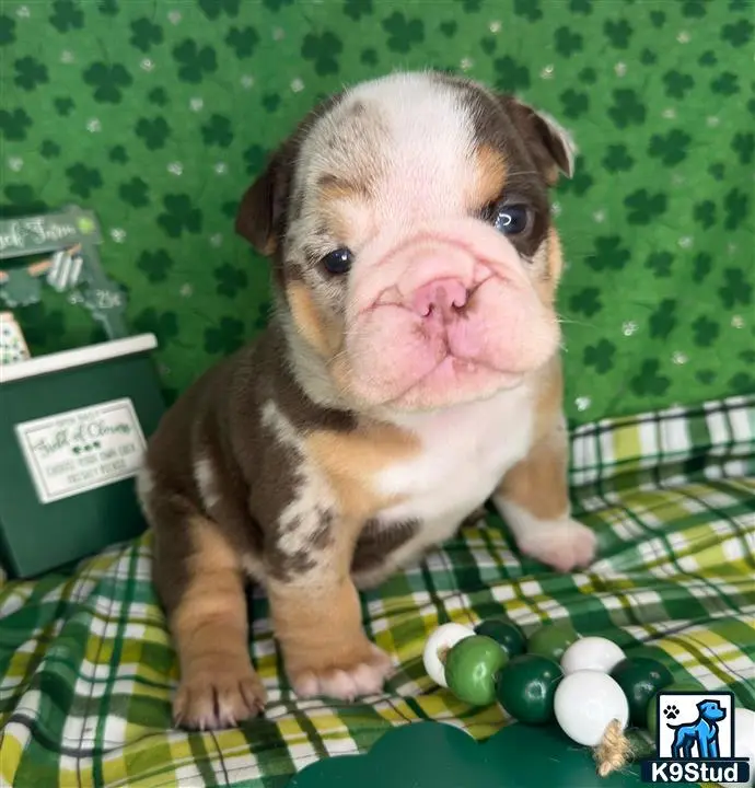 English Bulldog