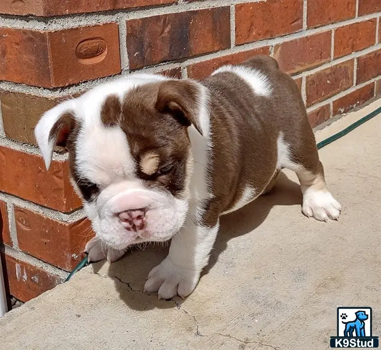 English Bulldog