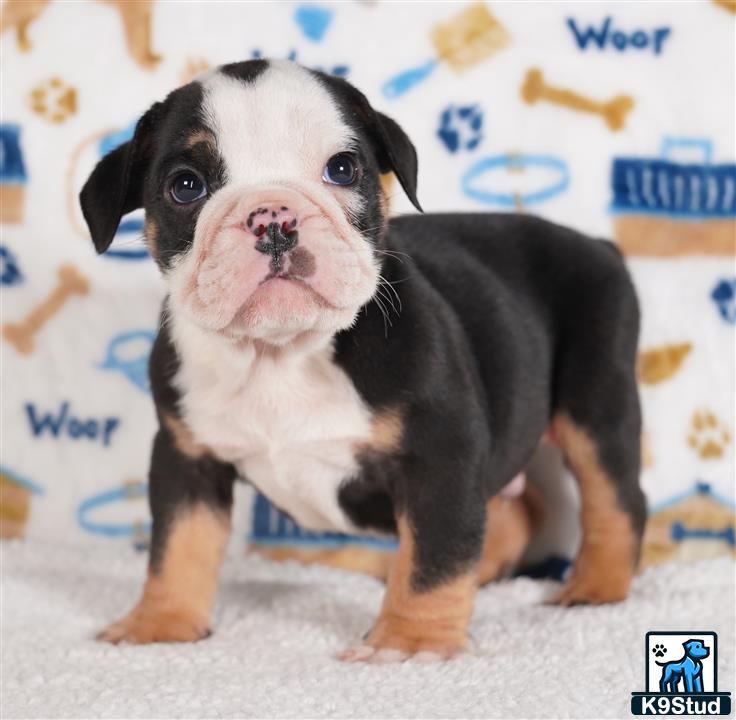 a small english bulldog dog with a white and black collar