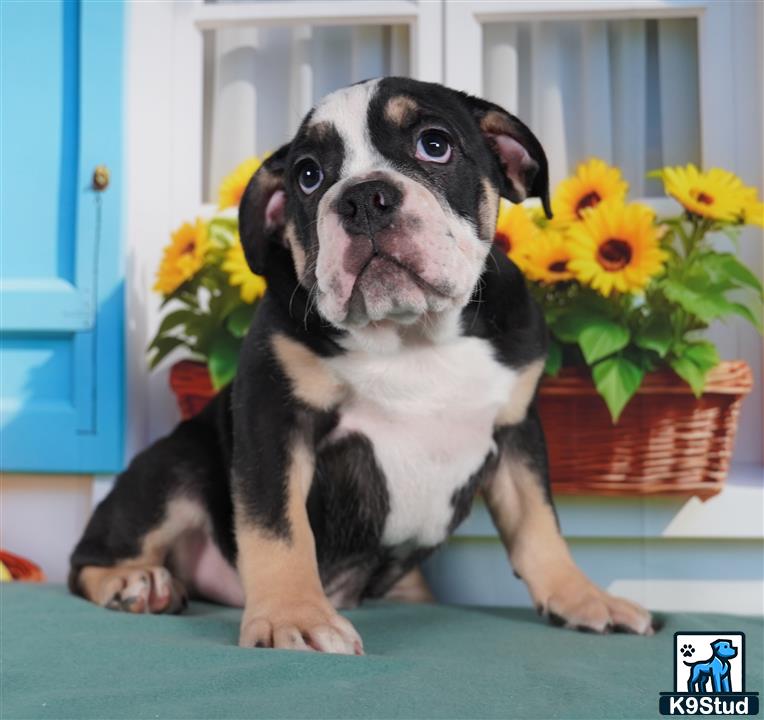 a english bulldog dog sitting on a table